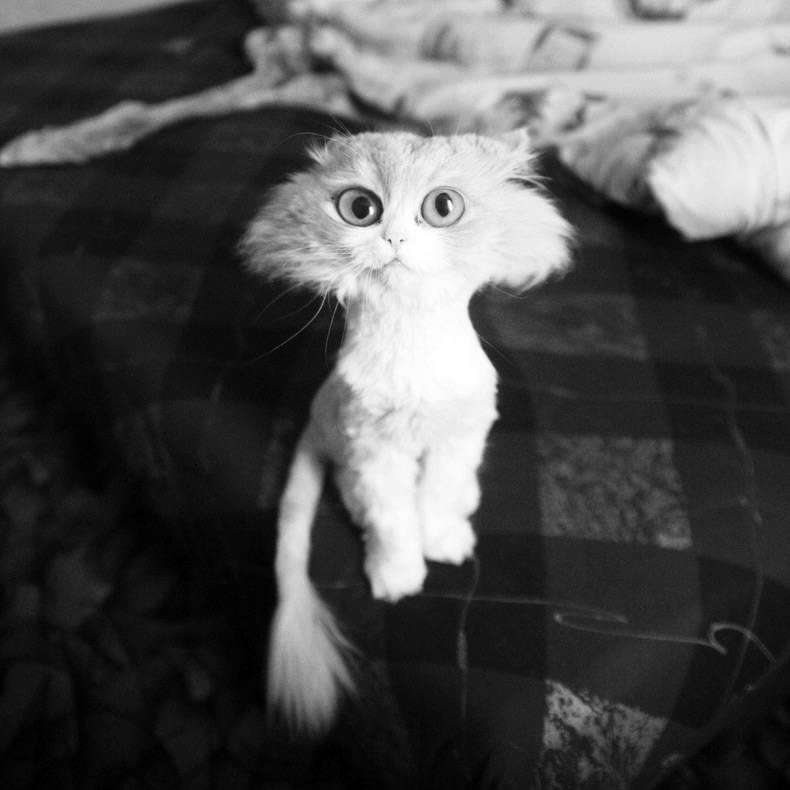 Скотик Сільвестріс