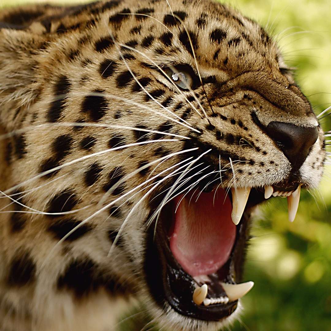 вячеслав егоров