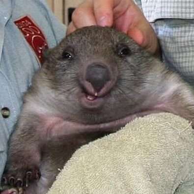 Сергій Смішко