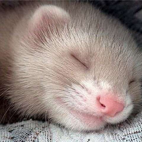 Александр Максименко