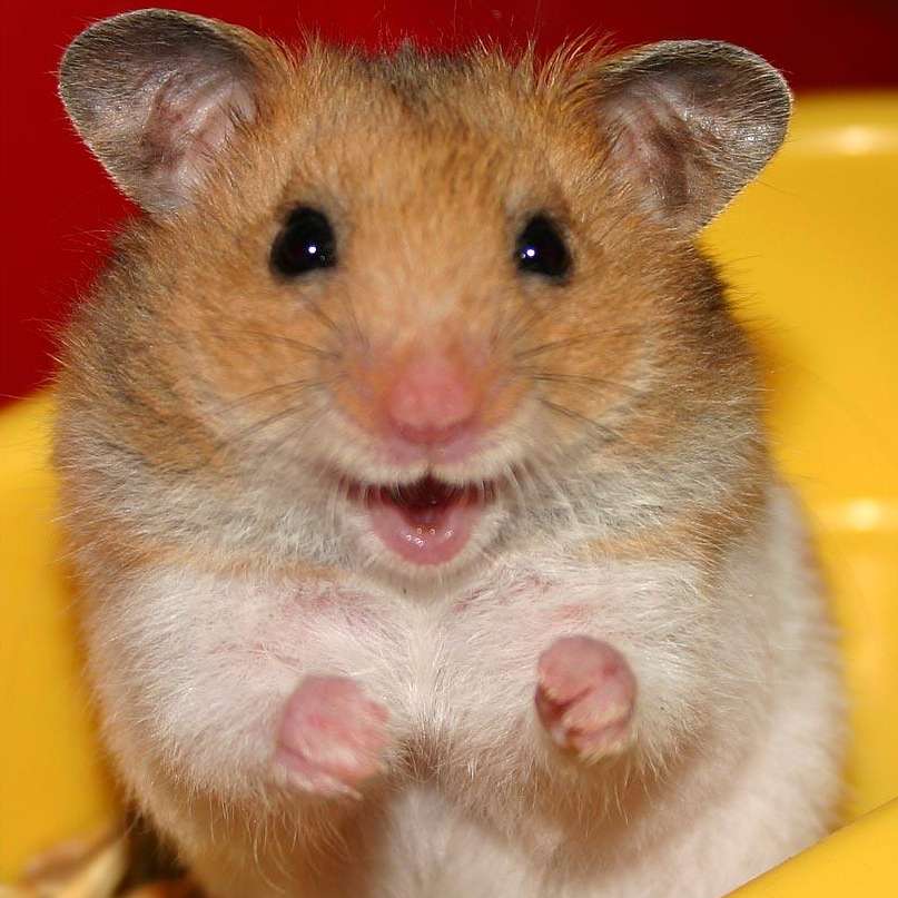 Alex Hamster