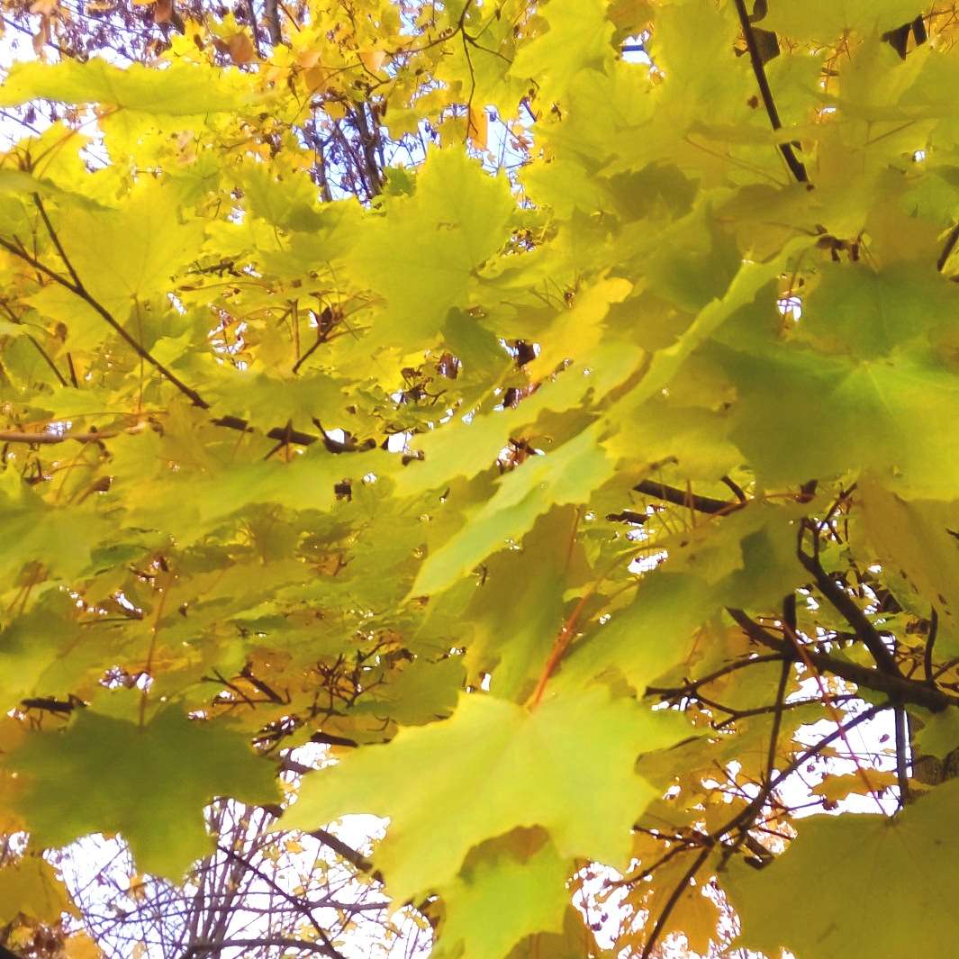 Олексій Орай