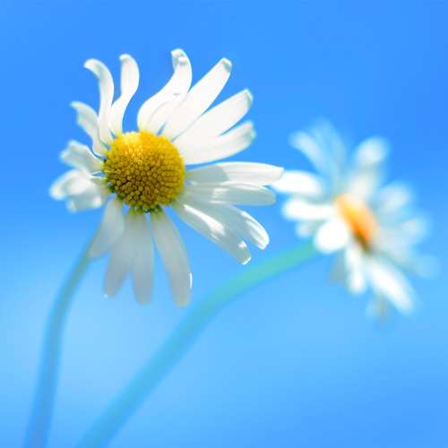 V A