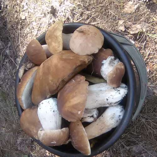 Лариса Дугніст