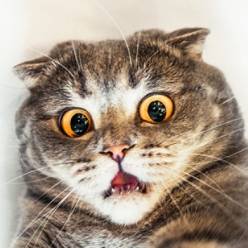 Влад Жасминов