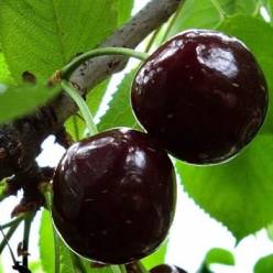 бусинка очаровашка