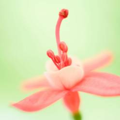 Ратмир Казанский